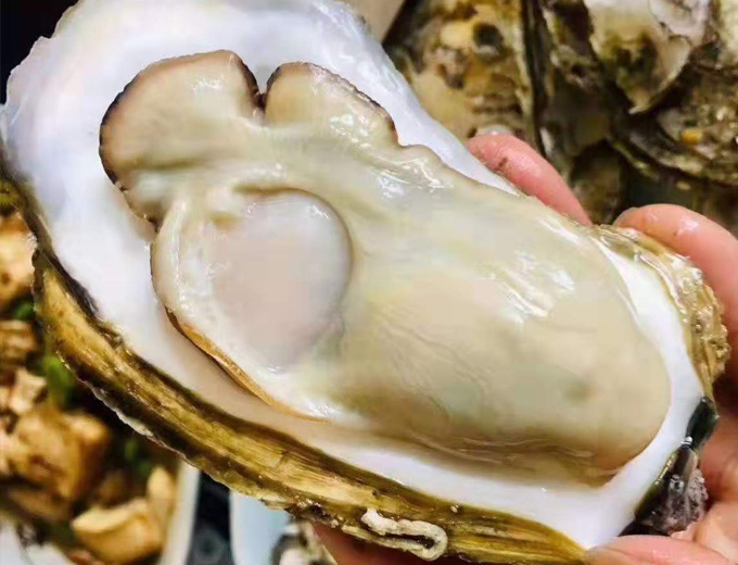 至尊蚝